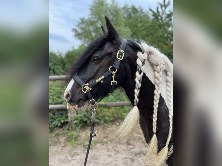 Tinker Wallach 14 Jahre 142 cm Schecke in Jersbek