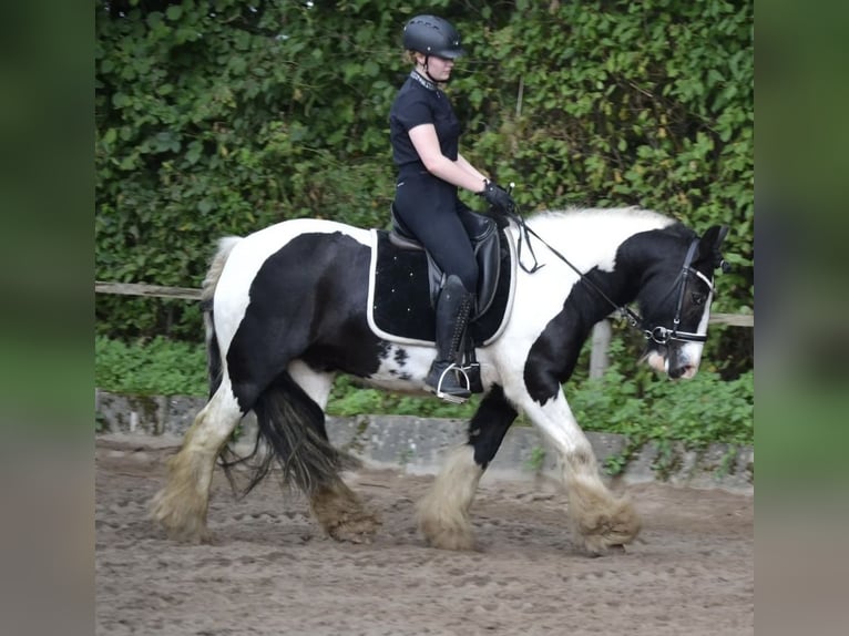 Tinker Wallach 14 Jahre 142 cm Schecke in Jersbek