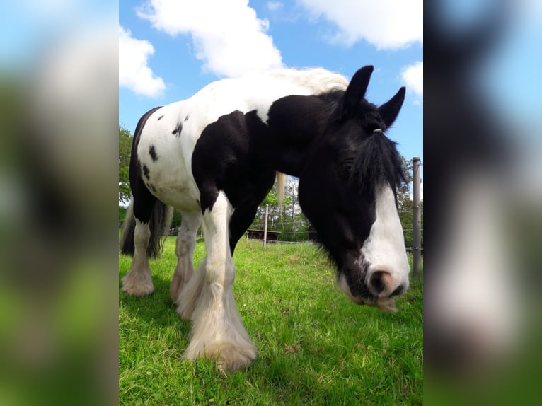 Tinker Wallach 14 Jahre 142 cm Schecke in Jersbek