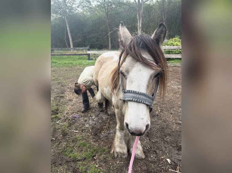 Tinker Wallach 14 Jahre 144 cm Buckskin in Roosendaal