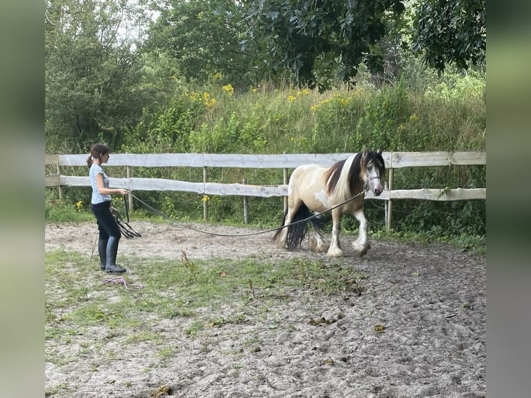Tinker Wallach 14 Jahre 144 cm Buckskin in Roosendaal