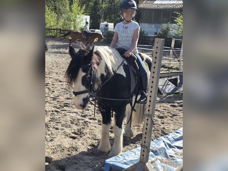 Tinker Wallach 14 Jahre 145 cm Schecke in Braunschweig