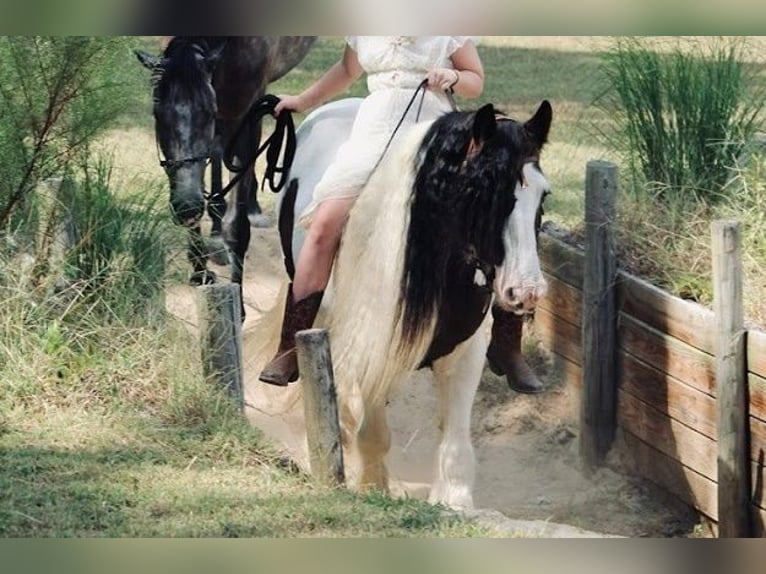 Tinker Wallach 14 Jahre 147 cm Schecke in Ridgeville