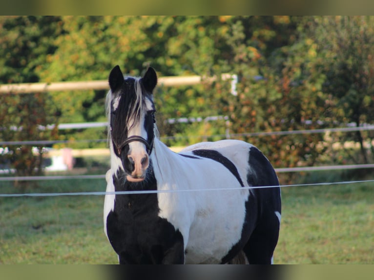 Tinker Mix Wallach 14 Jahre 148 cm Schecke in Waakirchen