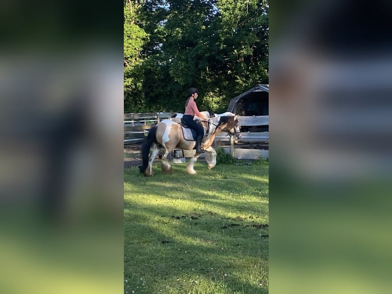 Tinker Wallach 14 Jahre 154 cm Buckskin in Roosendaal