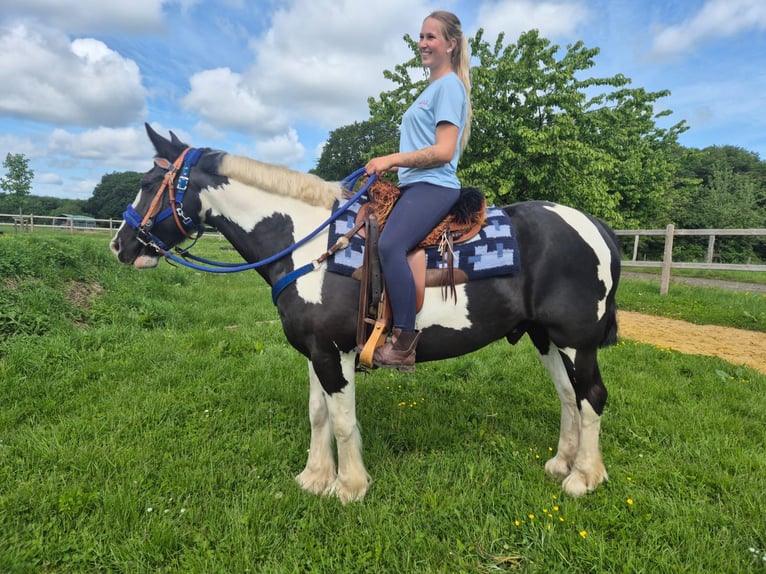 Tinker Mix Wallach 14 Jahre 156 cm Schecke in Linkenbach