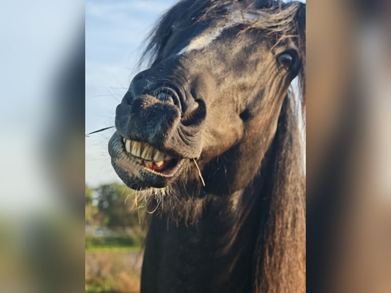 Tinker Mix Wallach 14 Jahre 161 cm Dunkelbrauner in Stahnsdorf
