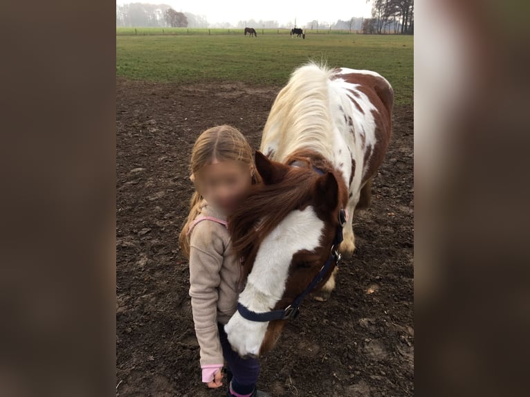 Tinker Wallach 15 Jahre 134 cm Schecke in Brakel