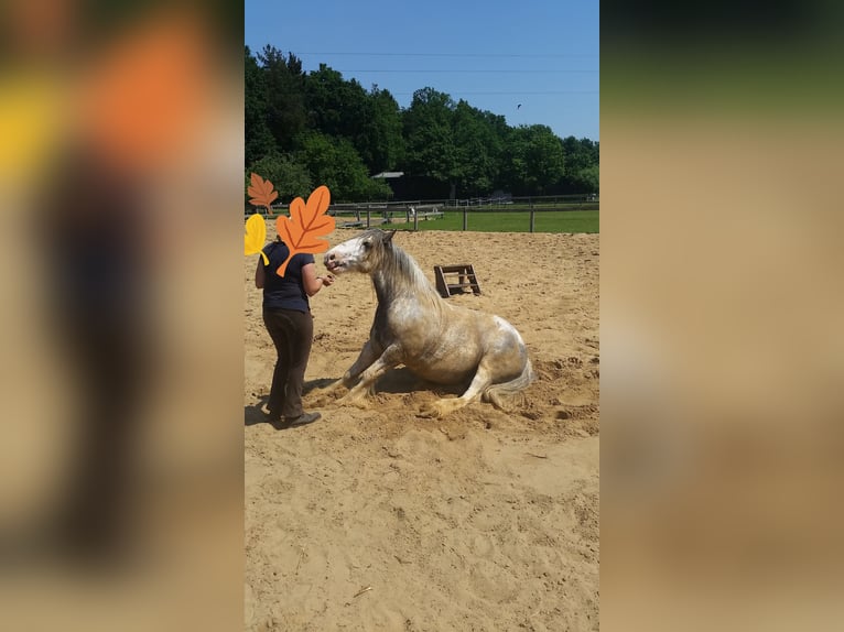 Tinker Wallach 15 Jahre 139 cm Roan-Blue in Amelinghausen