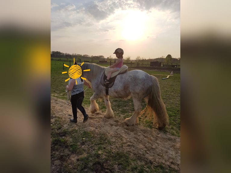 Tinker Wallach 15 Jahre 139 cm Roan-Blue in Amelinghausen