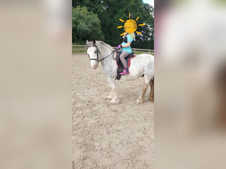 Tinker Wallach 15 Jahre 139 cm Roan-Blue in Amelinghausen