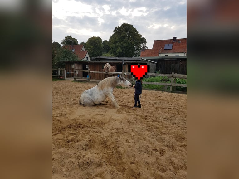 Tinker Wallach 15 Jahre 139 cm Roan-Blue in Amelinghausen