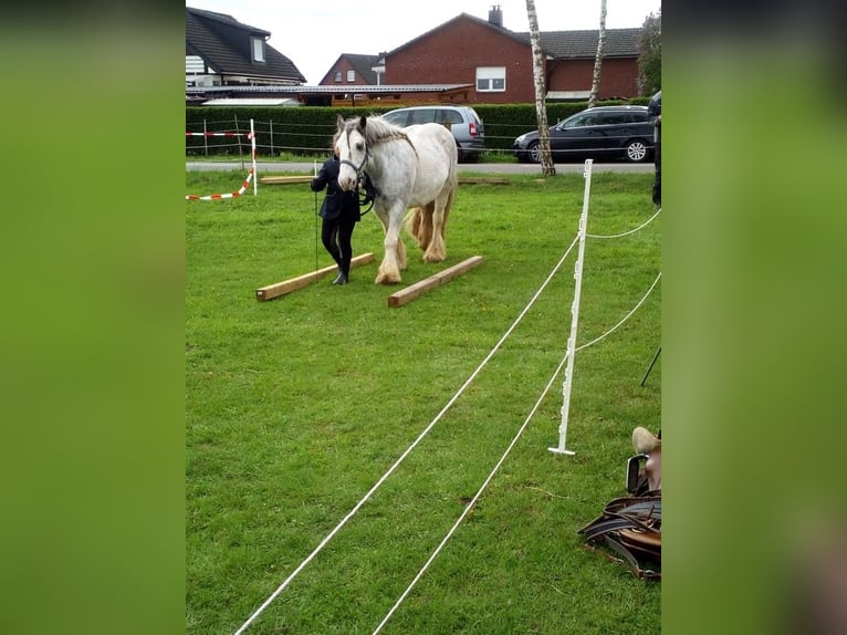 Tinker Wallach 15 Jahre 139 cm Roan-Blue in Amelinghausen