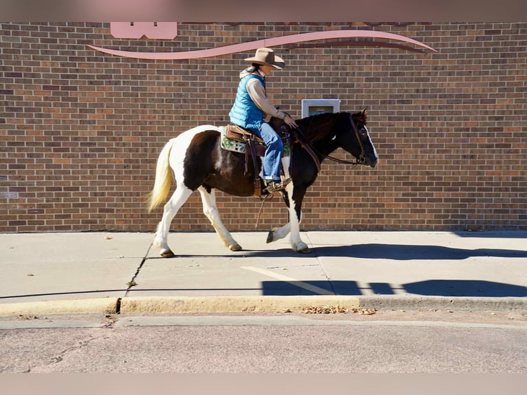 Tinker Wallach 15 Jahre 142 cm Tobiano-alle-Farben in brandon sd