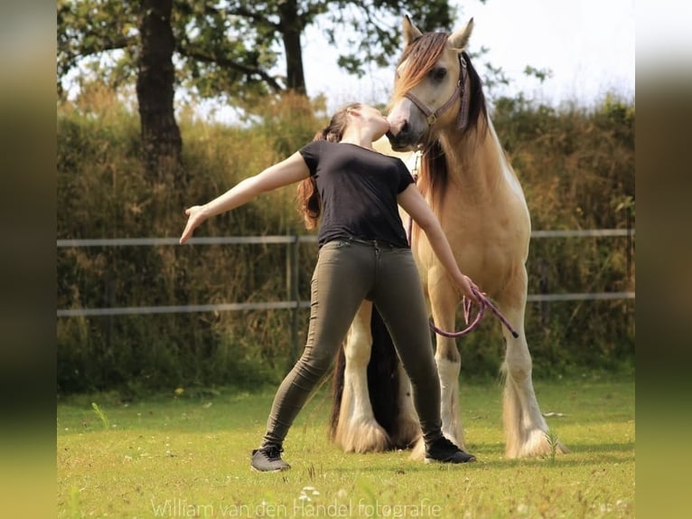 Tinker Wallach 15 Jahre 144 cm Buckskin in Roosendaal