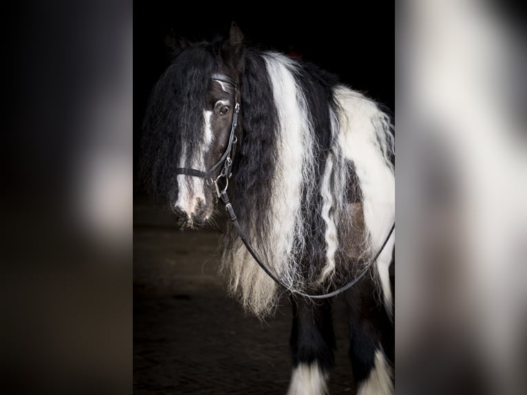 Tinker Wallach 15 Jahre 148 cm Schecke in Santpoort noord
