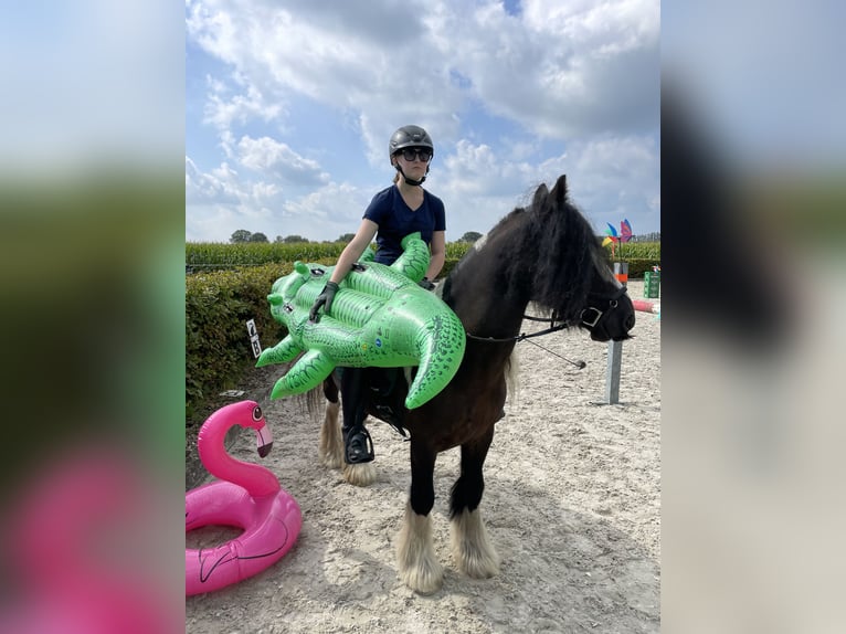 Tinker Wallach 15 Jahre 148 cm Schecke in Santpoort noord