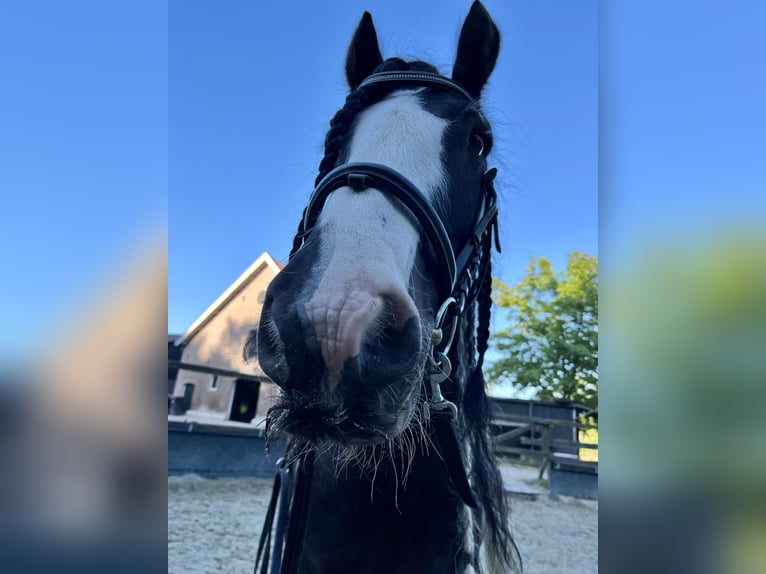 Tinker Wallach 15 Jahre 148 cm Schecke in Santpoort noord