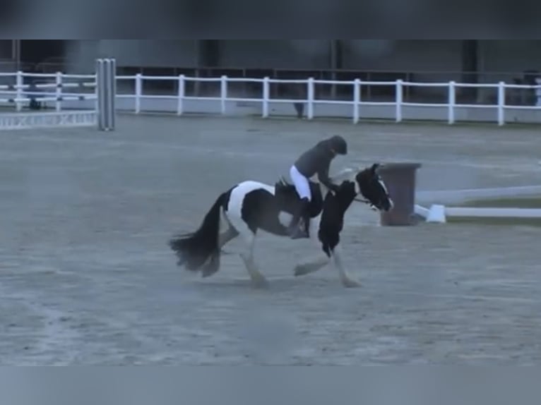 Tinker Wallach 15 Jahre 148 cm Schecke in Untermallebarn