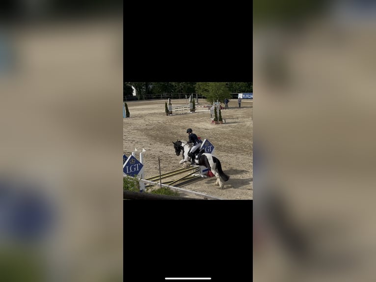 Tinker Wallach 15 Jahre 148 cm Schecke in Untermallebarn