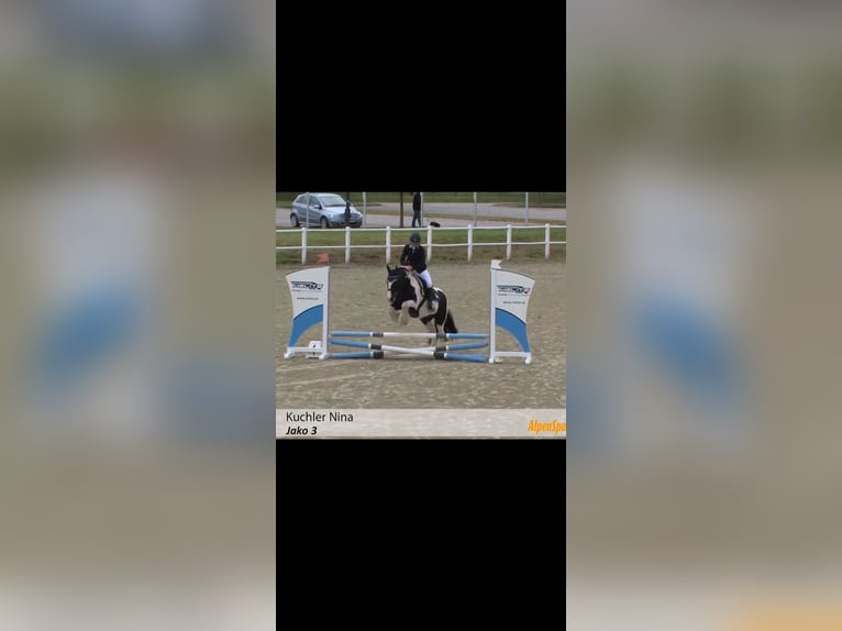 Tinker Wallach 15 Jahre 148 cm Schecke in Untermallebarn