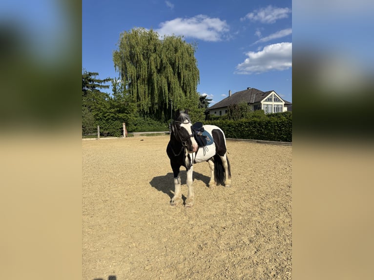 Tinker Wallach 15 Jahre 148 cm Schecke in Untermallebarn