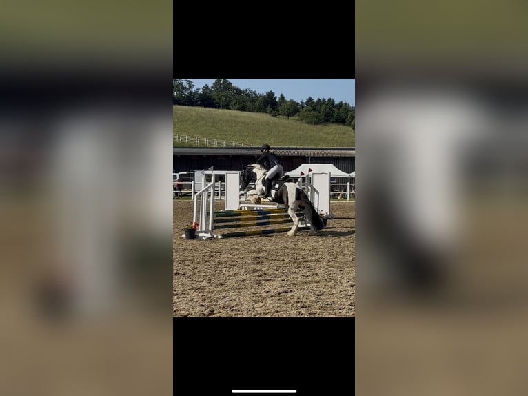 Tinker Wallach 15 Jahre 148 cm Schecke in Untermallebarn