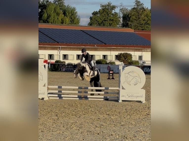 Tinker Wallach 15 Jahre 148 cm Schecke in Untermallebarn