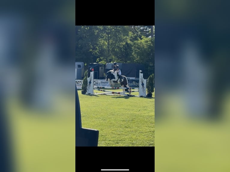 Tinker Wallach 15 Jahre 148 cm Schecke in Untermallebarn