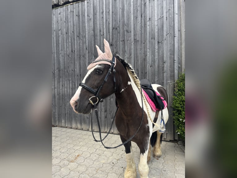 Tinker Wallach 15 Jahre 148 cm Schecke in Untermallebarn