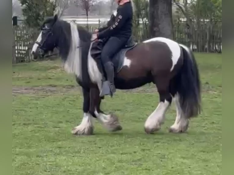 Tinker Wallach 15 Jahre 149 cm Schecke in Sevenum