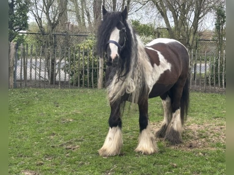Tinker Wallach 15 Jahre 149 cm Schecke in Sevenum
