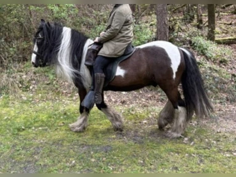 Tinker Wallach 15 Jahre 149 cm Schecke in Sevenum