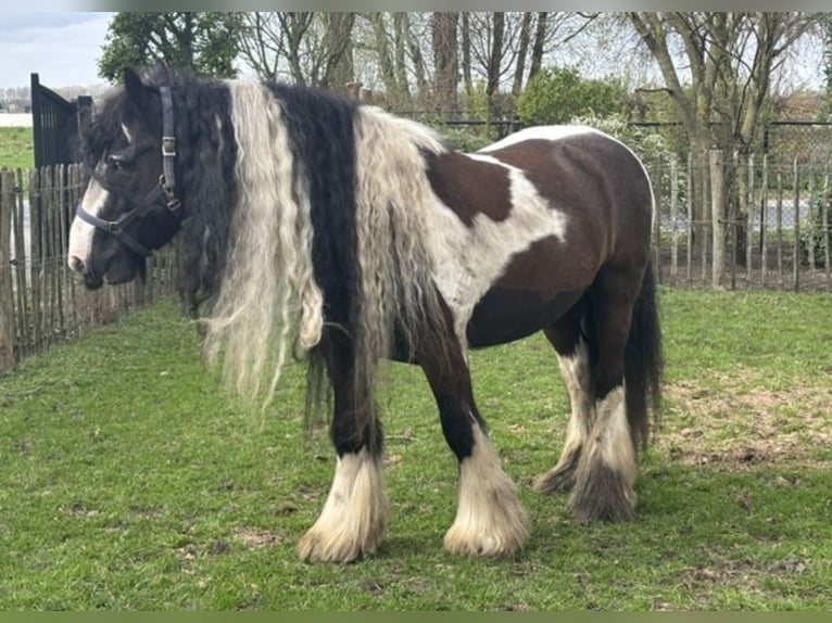 Tinker Wallach 15 Jahre 149 cm Schecke in Sevenum