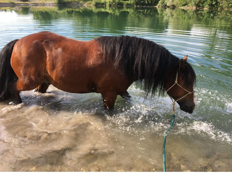 Tinker Wallach 15 Jahre 150 cm Brauner in Mertingen