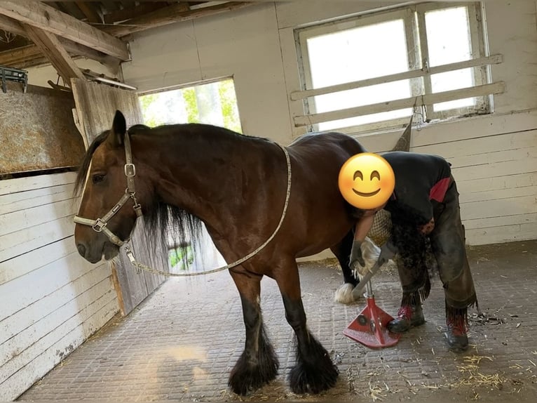 Tinker Wallach 15 Jahre 150 cm Brauner in Mertingen