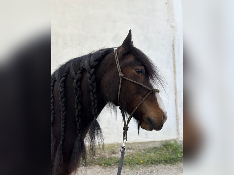 Tinker Wallach 15 Jahre 150 cm Brauner in Mertingen