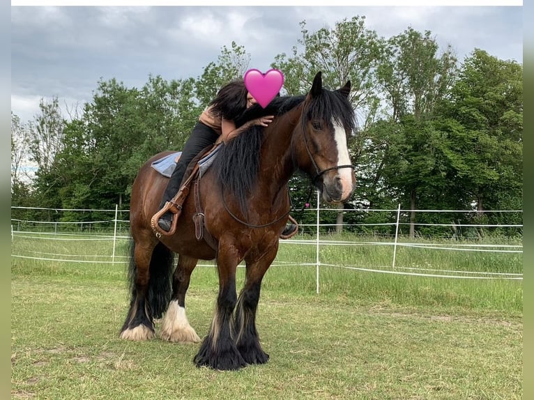 Tinker Wallach 15 Jahre 150 cm Brauner in Mertingen