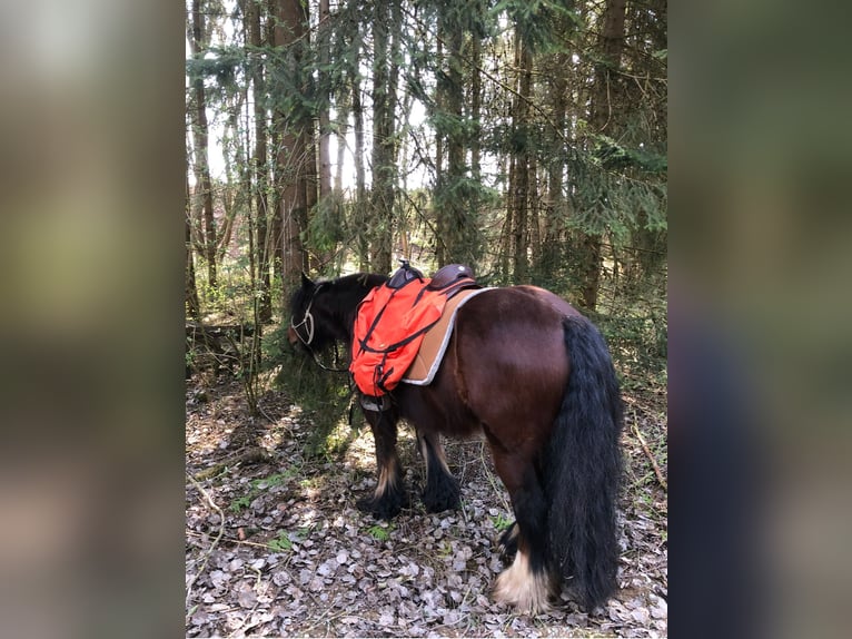 Tinker Wallach 15 Jahre 150 cm Brauner in Mertingen