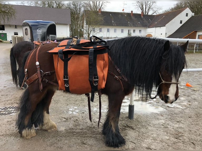 Tinker Wallach 15 Jahre 150 cm Brauner in Mertingen