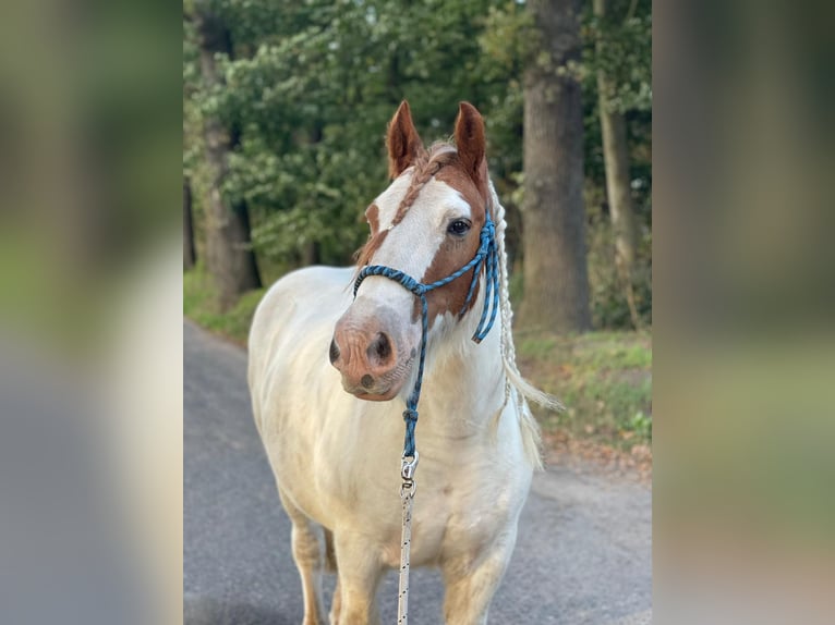 Tinker Wallach 15 Jahre 152 cm in Waltrop