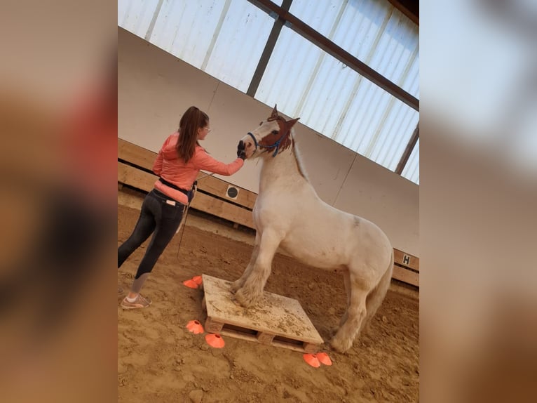 Tinker Wallach 15 Jahre 152 cm in Waltrop