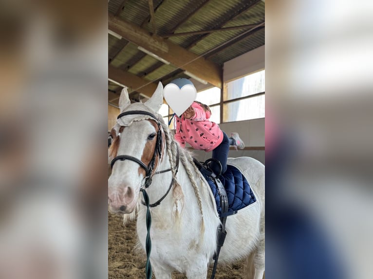 Tinker Wallach 15 Jahre 152 cm in Waltrop