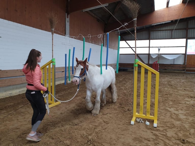 Tinker Wallach 15 Jahre 152 cm in Waltrop