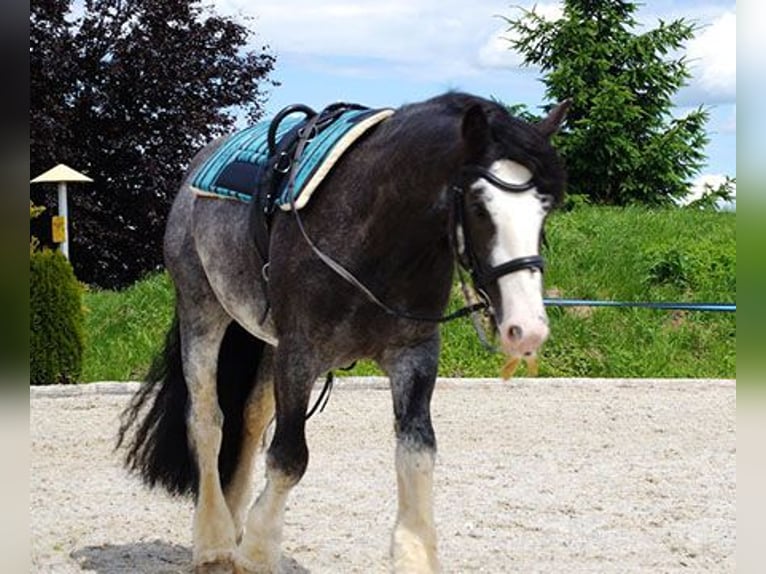 Tinker Wallach 15 Jahre 155 cm Rappe in Aschau im Burgenland