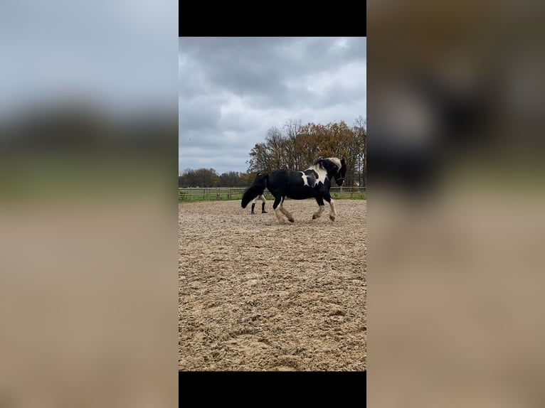 Tinker Wallach 15 Jahre 155 cm Schecke in Wedemark