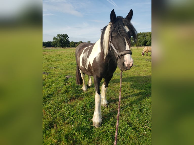 Tinker Wallach 15 Jahre 155 cm Schecke in Wedemark