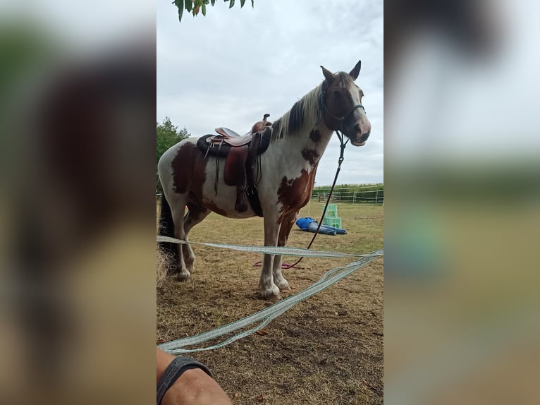 Tinker Mix Wallach 15 Jahre 160 cm Schecke in Winsen (Aller)