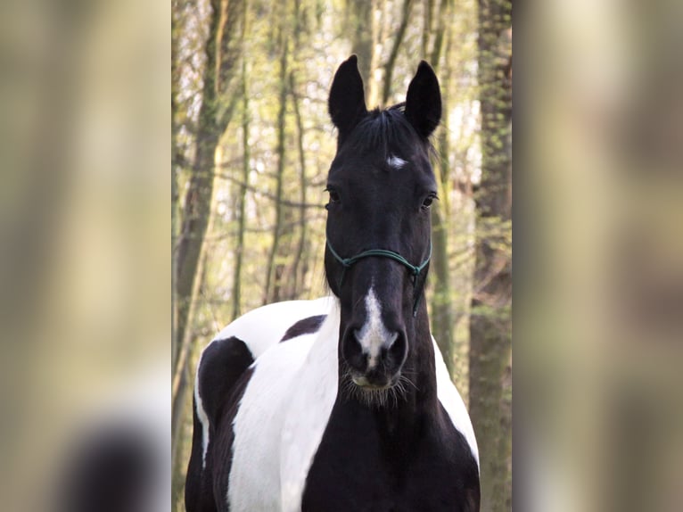 Tinker Mix Wallach 15 Jahre 160 cm Tobiano-alle-Farben in G&#xF6;ttingen