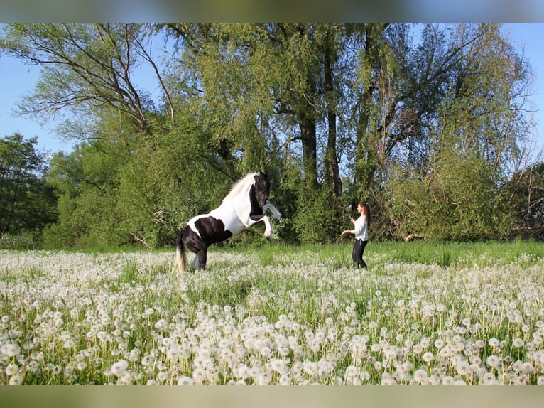 Tinker Mix Wallach 15 Jahre 160 cm Tobiano-alle-Farben in G&#xF6;ttingen